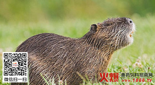 夏季饲养海狸鼠注意啥