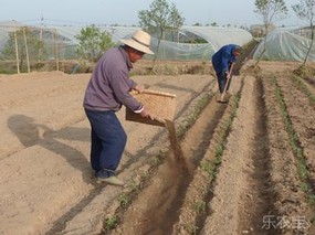 过磷酸钙与有机肥混施肥效高