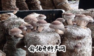 棚膜食用菌