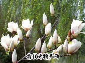 玉兰花