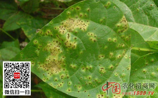 菜豆蛾的防治