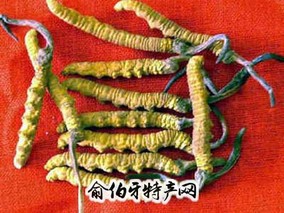 丽江冬虫夏草