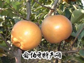 百里洲砂梨