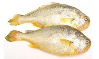 福建宁德市部分海域大黄鱼出现“白点病”