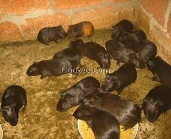 黑豚的饲养方法和营养价值