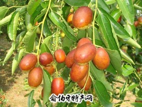 小枣