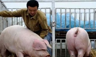现在猪肉价格多少钱一斤？2023下半年猪价如何？