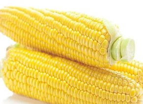 2022国庆玉米价格多少钱一斤？