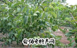 麟游核桃