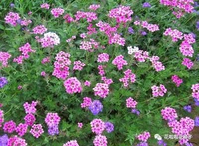 盘点适合春天种植的花卉