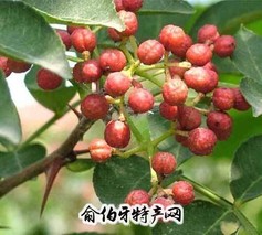 涉县花椒