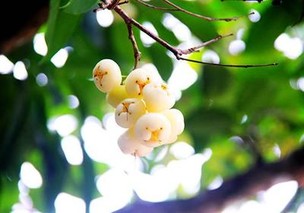 蒲桃的营养价值