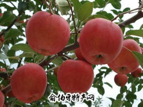 民乐“苹果梨”