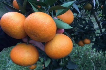 黄美人柑橘品种介绍