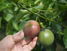 百香果种植应施生物有机肥