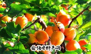 巴旦杏