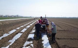 生物降解地膜的田间应用