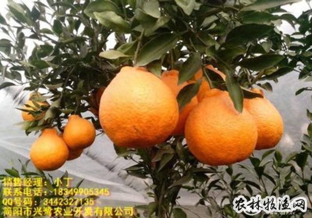 湖南柑橘用肥特点