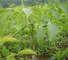 薄壳山核桃 集大地之灵气