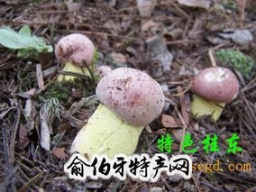 桂东黄菌干