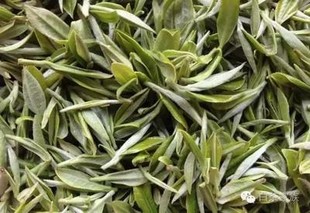 茶树良种――西坪白牡丹