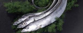 刀鱼可以人工养殖吗？和带鱼有什么区别？