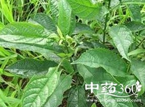 大青叶泡水喝的功效