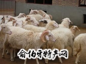 环县滩羊