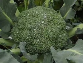 种植青花菜栽培技术要点