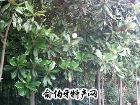 沭阳花木