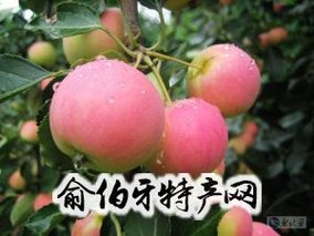 沙 果