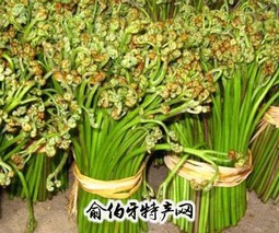 宁城县蕨菜