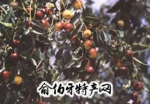 无核软枣