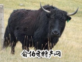 肃南牦牛