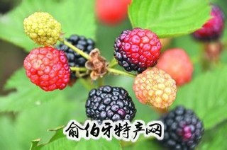 封丘树莓