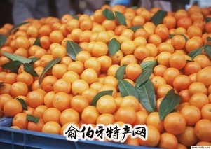 窑湾蜜桔