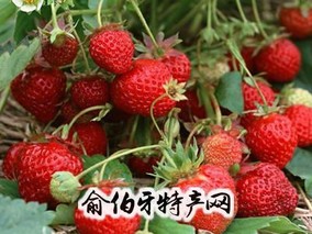淮南草莓