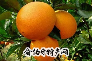 三百山脐橙