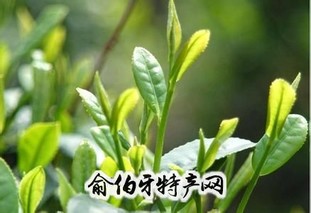 刘猴茶叶