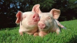 繁殖期母猪疾病的综合防治方法