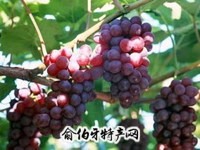 兰考葡萄