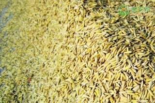 2023下半年水稻价格多少钱一斤？