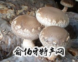 佛坪香菇