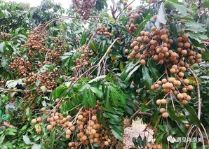 海南龙眼什么时候成熟季节？