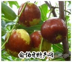 葫芦岛大红枣