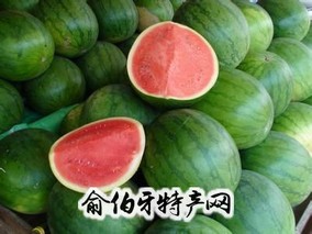 邵东无籽西瓜