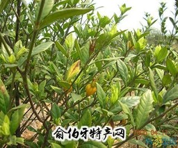 西河黄栀子