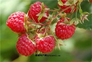 红林之莓