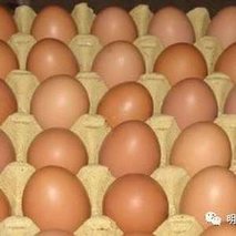 蛋价全破“6”，现在鸡蛋价格多少钱一斤？