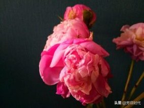 芍药为什么叫鬼花？